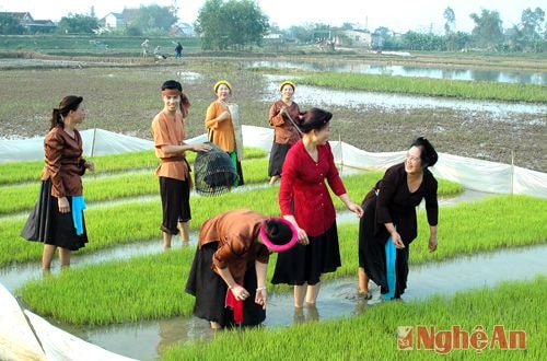 CLB Dân ca phường Vinh Tân (TP. Vinh) hát ví phường cấy. Ảnh: Trường Sinh