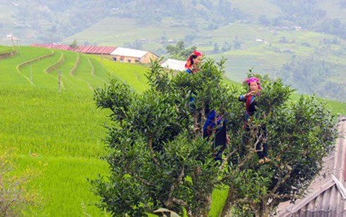 Ruộng bậc thang ở xã Túng Sán, huyện Hoàng Su Phì, Hà Giang.