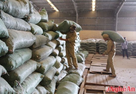 Nhập nguyên liệu về sản xuất tại nhà máy thức ăn gia súc con heo vàng