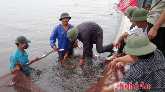 Thu hoạch tôm ở Hoàng Mai ( ảnh minh họa)