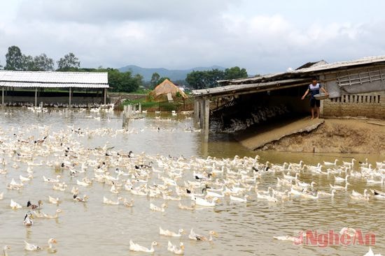 Trang trại của anh Nguyễn Hữu Kiên, xóm Long Thành, xã Nam Thành (Yên Thành) cho thu nhập 4,5 tỷ đồng mỗi năm.