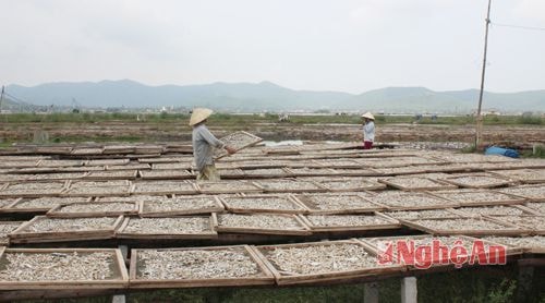 Cùng với nghề làm nước mắm truyền thống, Quỳnh Phương còn được biết đến là nơi có những cơ sở chế biến cá cơm khô lớn nhất tỉnh.