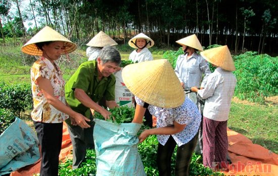 Người cao tuổi ở xã Hạnh Lâm (Thanh Chương) tham gia sản xuất,  kinh doanh chè.