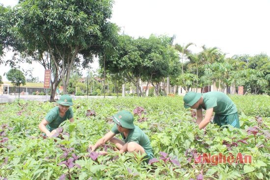 Chăm sóc rau xanh ở Tiểu đoàn 41 thuộc Trung đoàn 764 - Bộ CHQS Nghệ An.