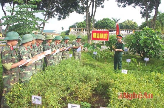 Vườn rau rừng huấn luyện ở Tiểu đoàn tăng 1 thuộc Lữ đoàn Tăng, thiết giáp 206.