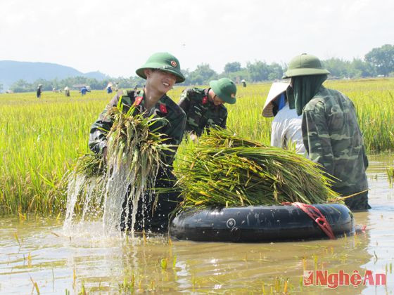 Cán bộ chiến sỹ Bộ CHQS tỉnh giúp dân thu hoạch lúa chạy lũ. 