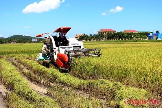 Nông dân Thị trấn Nghĩa Đàn sử dụng máy gặt đập liên hoàn thu hoạch lúa hè thu. Ảnh: Thái Trường