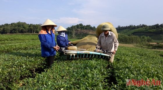 Thu hoạch chè tại xã Hùng Sơn (Anh Sơn). Ảnh: Huyền Trang