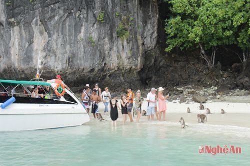 Tại đảo Phi Phi Đon (hay còn gọi đảo khỉ) du khách thỏa thích nô đùa với lũ khỉ