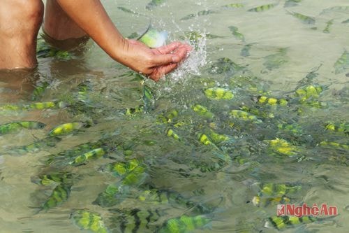 Nhưng điều đó cũng không làm cho lũ cá e sợ