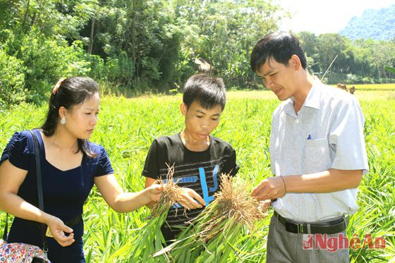 Kiểm tra mô hình trồng cây rễ hương ở xã Châu Tiến (Quỳ Châu).Ảnh: Nguyên Sơn