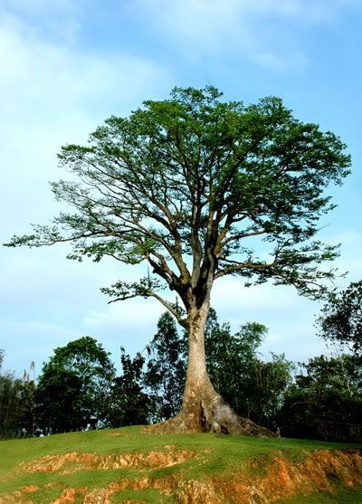 Cây sui Diên Tràng