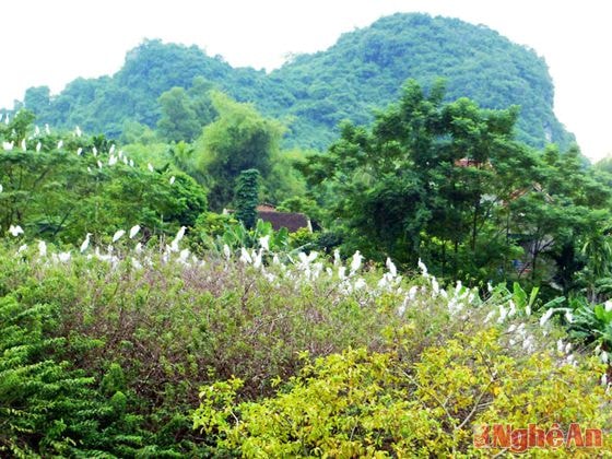 Cầu ao - nét hoài cổ nơi vườn cò.