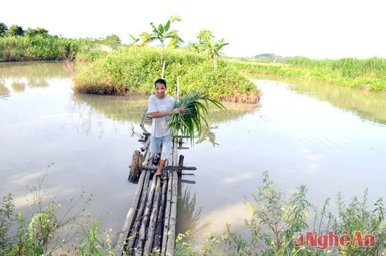 Cò về trên bàu Cây Thị.