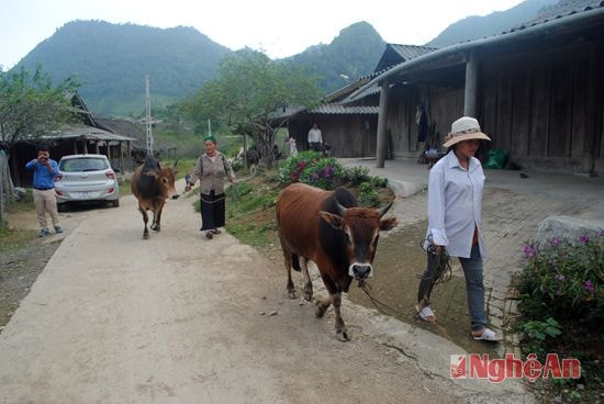 Những con bò đực 1 - 2 năm tuổi được người dân bản Mường Lống 2, xã Mường Lống dắt về chuồng nhốt để nuôi vỗ béo.