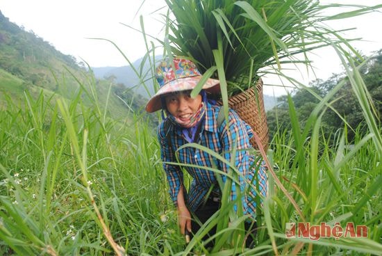 Chị Lầu Y May, bản Phả Sắc, xã Huồi Tụ mỗi ngày lên đồi cắt 3 bế cỏ để nuôi 2 con bò nhốt.