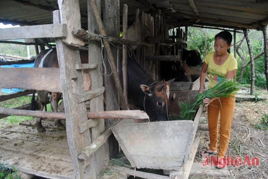 Gia đình chị Và Y Súa bản Mường Lống 2,  xã Mường Lống nuôi nhốt một lúc 3 con bò đực, mỗi năm xuất chuồng 6 con bò, thu về hàng trăm triệu đồng.