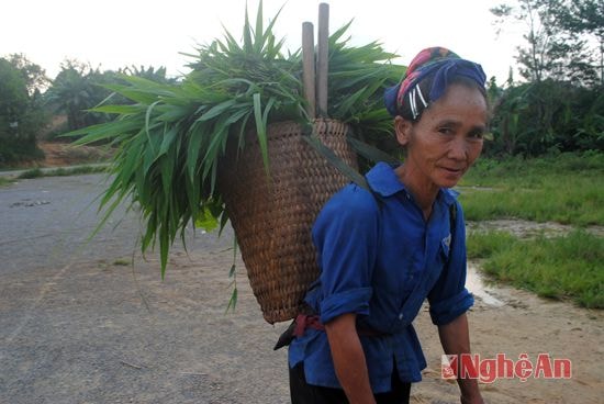 Chiều về, thường bắt gặp những người dân là đồng bào Mông đi cắt cỏ về cho bò ăn vỗ béo. Theo quan niệm của đồng bào Mông, nuôi bò nhốt vỗ béo là nghề của người siêng năng.