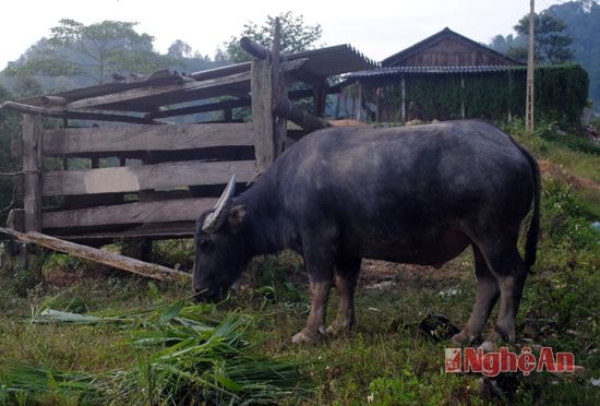 Những con trâu, bò được dân bản dắt về nuôi nhốt rất nhanh béo là tài sản lớn của đồng bào.