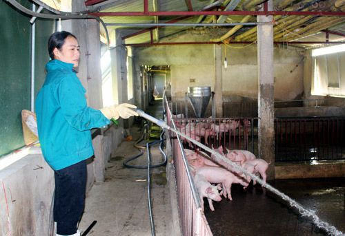 Trang trại nuôi lợn tập trung của gia đình anh Lê Quốc Tân  ở xã Hưng Tiến (Hưng Nguyên).