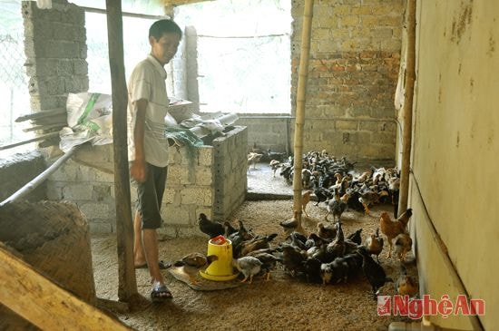 Mô hình nuôi gà trên đệm lót sinh học của  ông Phạm Viết Ngọc ở xóm 1,  Thị trấn Lạt (Tân Kỳ).