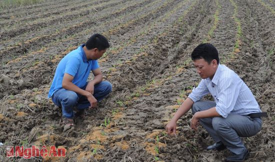Cán bộ Trạm Khuyến nông Diễn Châu kiểm tra ngô đông ở xã Diễn Thọ.