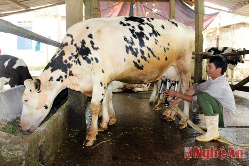 Mô hình chăn nuôi bò sữa cho nông dân Thái Hòa có thu nhập cao