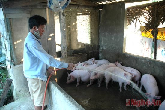 Anh Hoa Xuân Liễu ở xóm 2B, xã Hưng Đạo (Hưng Nguyên) chăm sóc đàn lợn thịt.  Ảnh:  Trường sinh