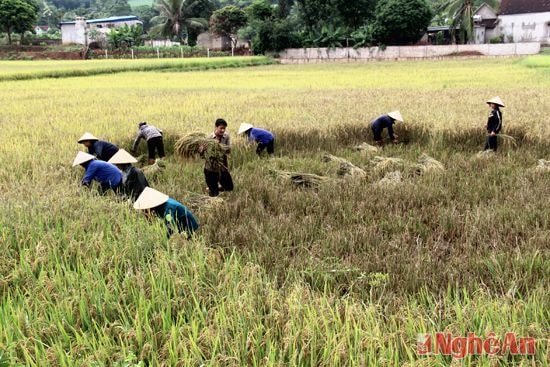 Thu hoạch lúa hè thu.