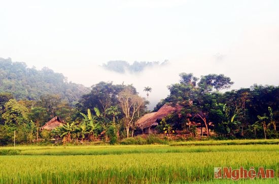 Những thửa ruộng bên bản Cò Phạt (thượng nguồn sông Giăng) - Con Cuông.
