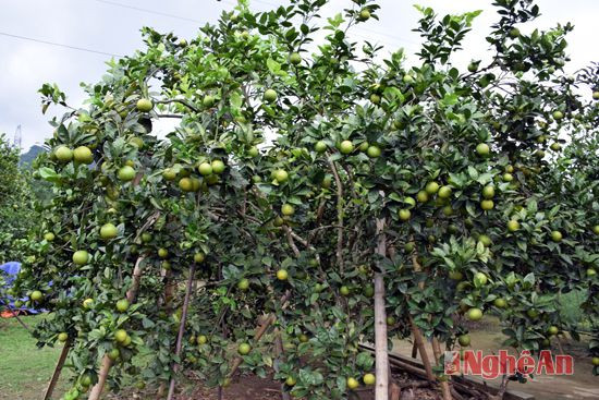 Năm nay các vườn cam của huyện Con Cuông sai quả, ít rụng.