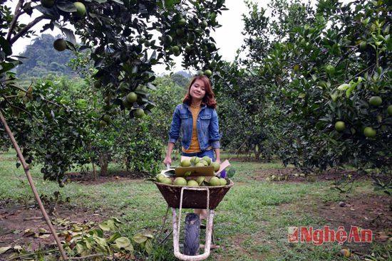 Mỗi ngày chị Lưu Thị Hồng thu hoạch khoảng 3 tạ cam, bán chi thương lái gần, xa. Mỗi ngày chị Lưu Thị Hồng thu hoạch khoảng 3 tạ cam, bán chi thương lái gần, xa.