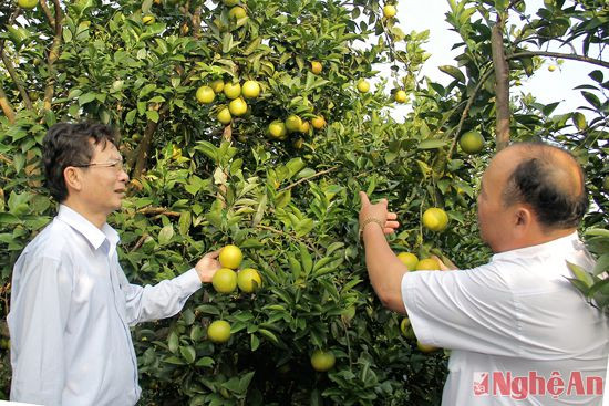 Đồng chí Nguyễn Hữu Nhị (trái) thăm  vườn cam  của ông Nguyễn Hữu Bình ở  xã Đồng Thành (Yên Thành). Ảnh:  Trần Quang