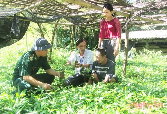 Lãnh đạo xã Hạnh Dịch (Quế Phong) hướng dẫn người dân trồng mây xuất khẩu.