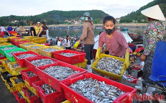 Bến cá Nghi Hải (TX. Cửa Lò).Ảnh: Trần Hải