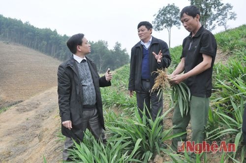 Trên vùng đất đồi Đảng bộ xã Cao Sơn chủ trương đẩy mạnh phát triển cây rễ hương. Ảnh Hữu Nghĩa