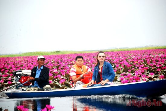 Biển hồ hoa súng ở Udonthani (Thái Lan)