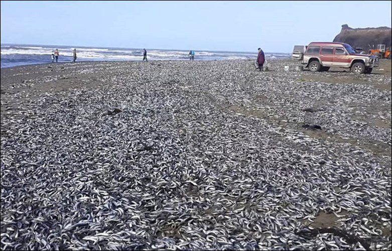 Hơn 10.000 con cá mòi chết dạt vào trắng bờ sau 1 đêm khiến người dân quanh khu vực bờ biển Sakhalin kinh ngạc