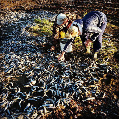Sau khi phân tích được nguyên nhân khiến cá chết, các nhà khoa học nói rằng những con cá này không bị nhiễm độc nên có thể ăn được. Đồng loạt người dân làng sống xung quanh bờ biển ra nhặt cá.