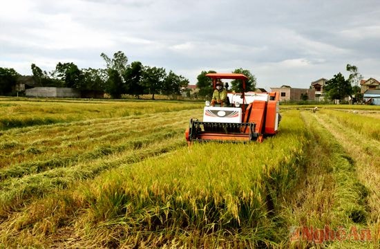 Sử dụng máy gặt đập liên hoàn ở Nam Cát (Nam Đàn)
