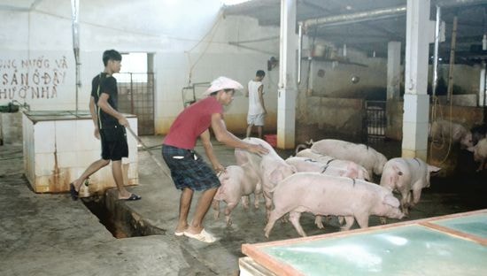 Một cơ sở giết mổ gia súc tập trung ở Nghi Phú (TP. Vinh).