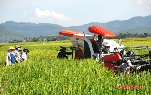Yên Thành được mùa lú hè thu. Ảnh minh họa