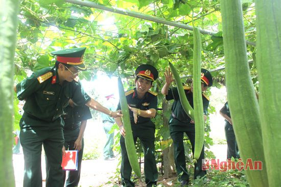 Ban giám khảo kiểm tra giàn mướp ở Tiểu đoàn 43, thuộc Trung đoàn 842 - Bộ CHQS tỉnh Quảng Trị.