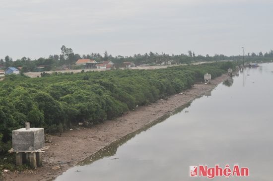 Rùng ngập mặn bảo vệ làng mạc ở Diễn Vạn, Diễn Kim (Diễn Châu). ảnh Châu Lan