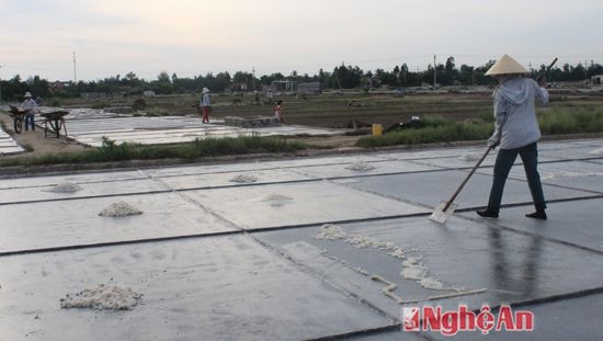 Rừng ngập mặn đã bảo vệ cánh đông muối của người dân ven biển Diễn Châu. ảnh Kim Oanh