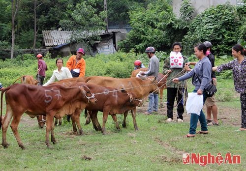 Đợt này, xã Tam Quang được tặng 100 con bò chia cho 12 bản làng trong xã.