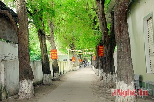 Hàng chục gốc me nối tiếp nhau tạo thành một đoạn đường thơ mộng, mùa thu đến cũng là lúc màu lá ngả vàng như níu giữ ánh mắt người qua.