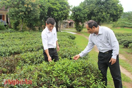 Cán bộ Sở Nông nghiệp kiểm tra vùng chè nguyên liệu ở xã Thanh Đức  (Thanh Chương).