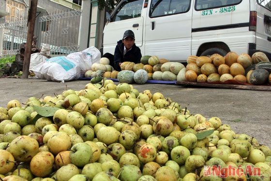 Qủa táo mèo được bày bán khá nhiều tại Thị trấn Mường Xén