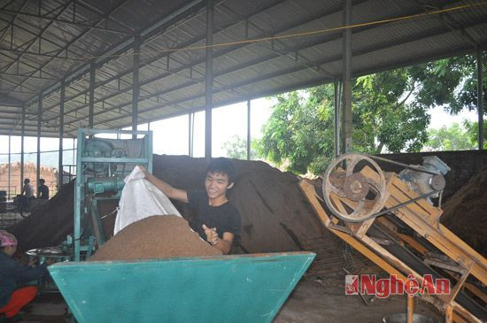 Nguyên liệu sản xuất nấm chủ yếu là mùn cưa gỗ tự nhiên được xử lý, sàng lọc